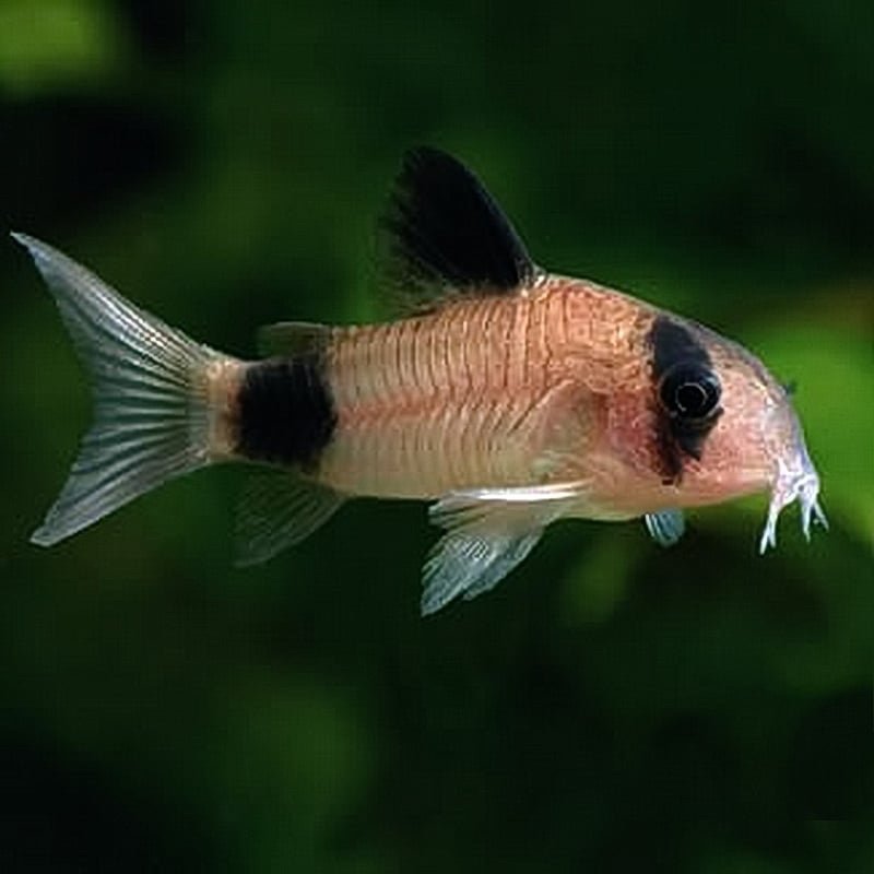Panda Corydoras Catfish