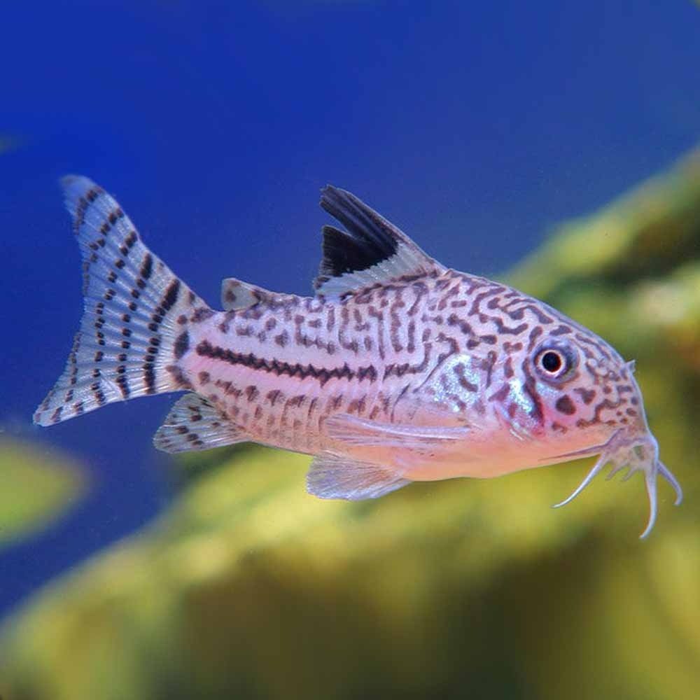 Three Line Corydoras Catfish
