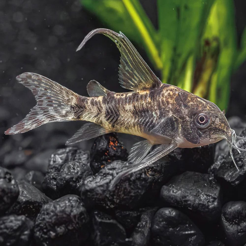 Peppered Corydoras Catfish - Image 2