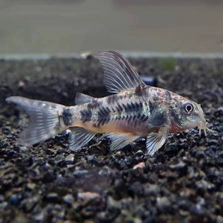 Peppered Corydoras Catfish
