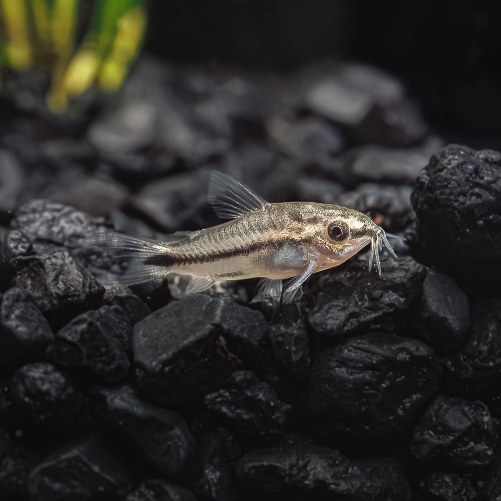 Pygmy Corydoras Catfish