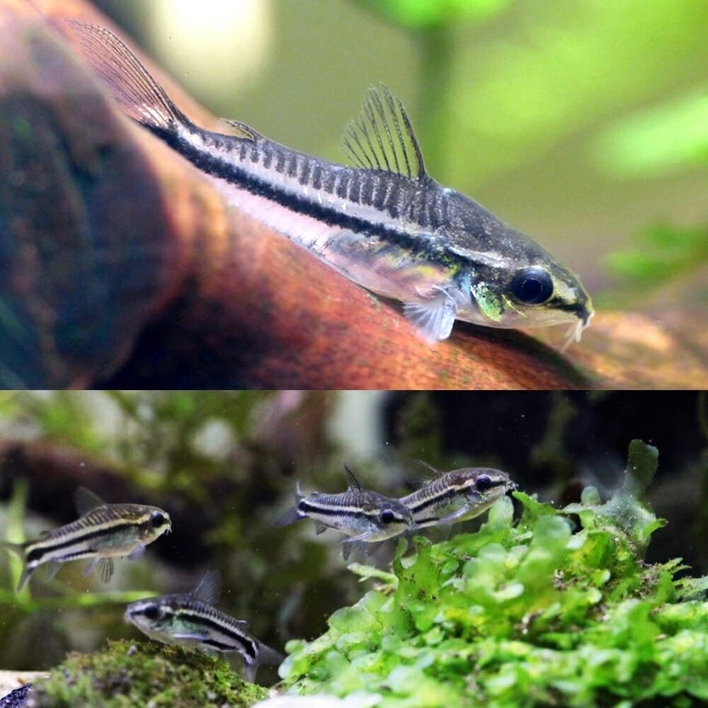 Pygmy Corydoras Catfish - Image 2