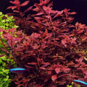 Ludwigia Super Red