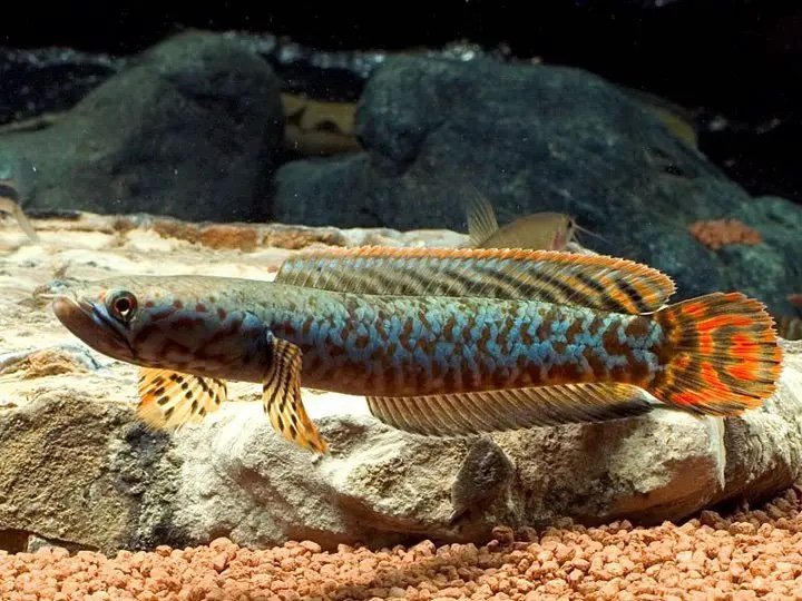 Channa Bleheri (Rainbow Snakehead) 2.5”-3” inches - Image 3