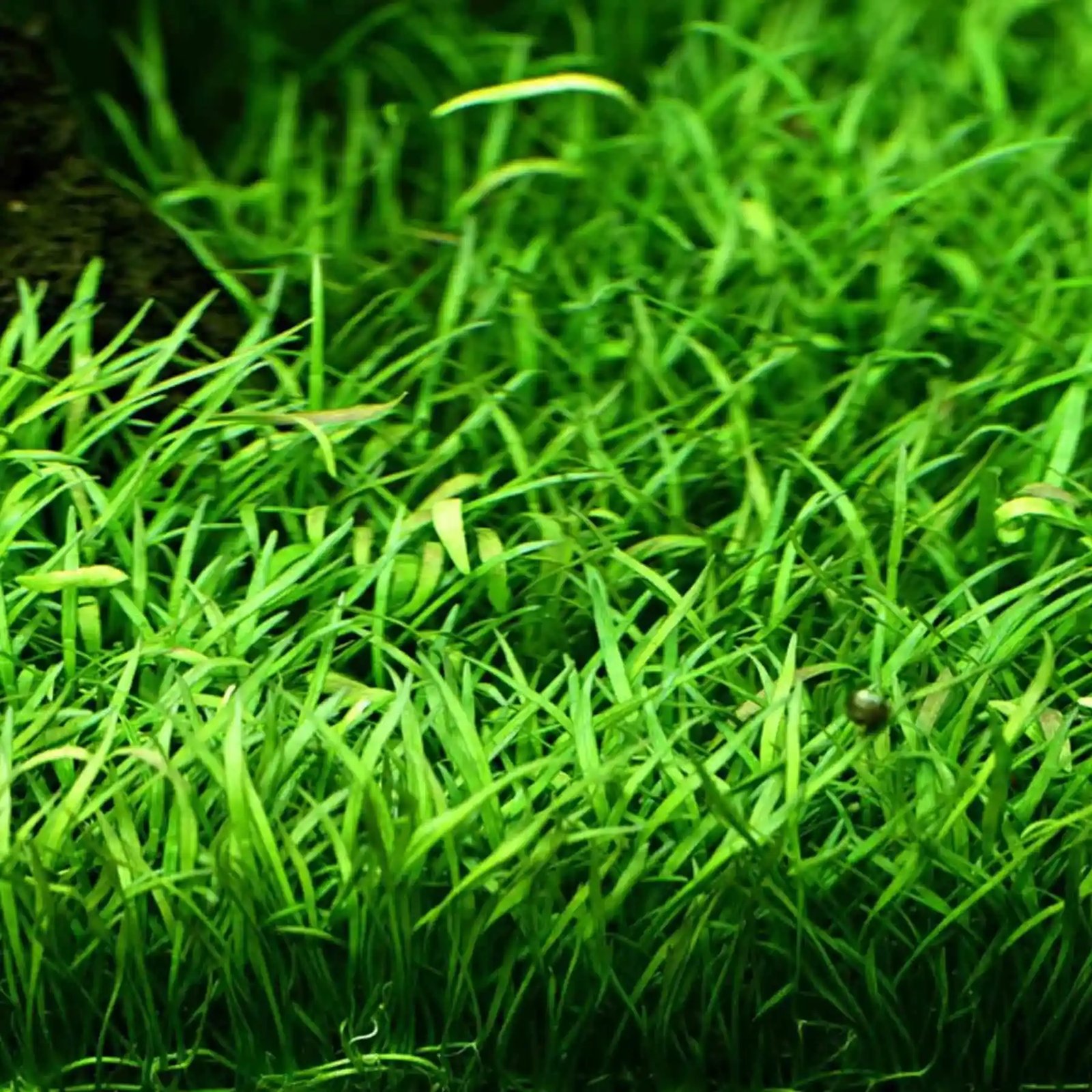Lilaeopsis brasiliensis (New Zealand Grass)