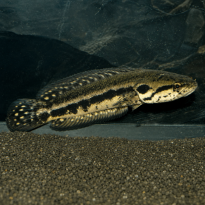 Channa Lucius (Forest Snakehead)           3.5” Inches