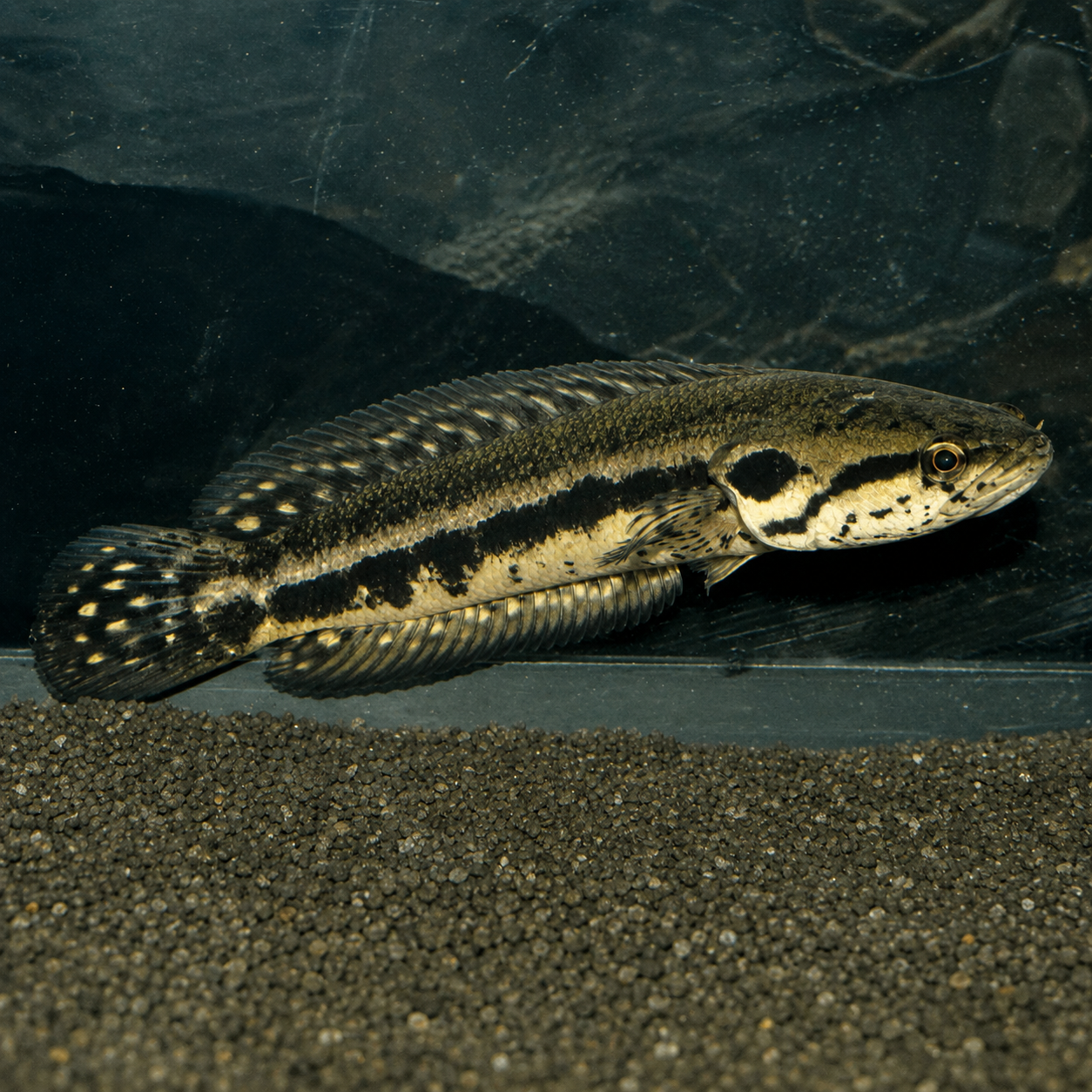 Channa Lucius (Forest Snakehead) 3.5” Inches