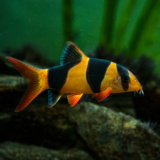 Crown Loach (2.5” inch)