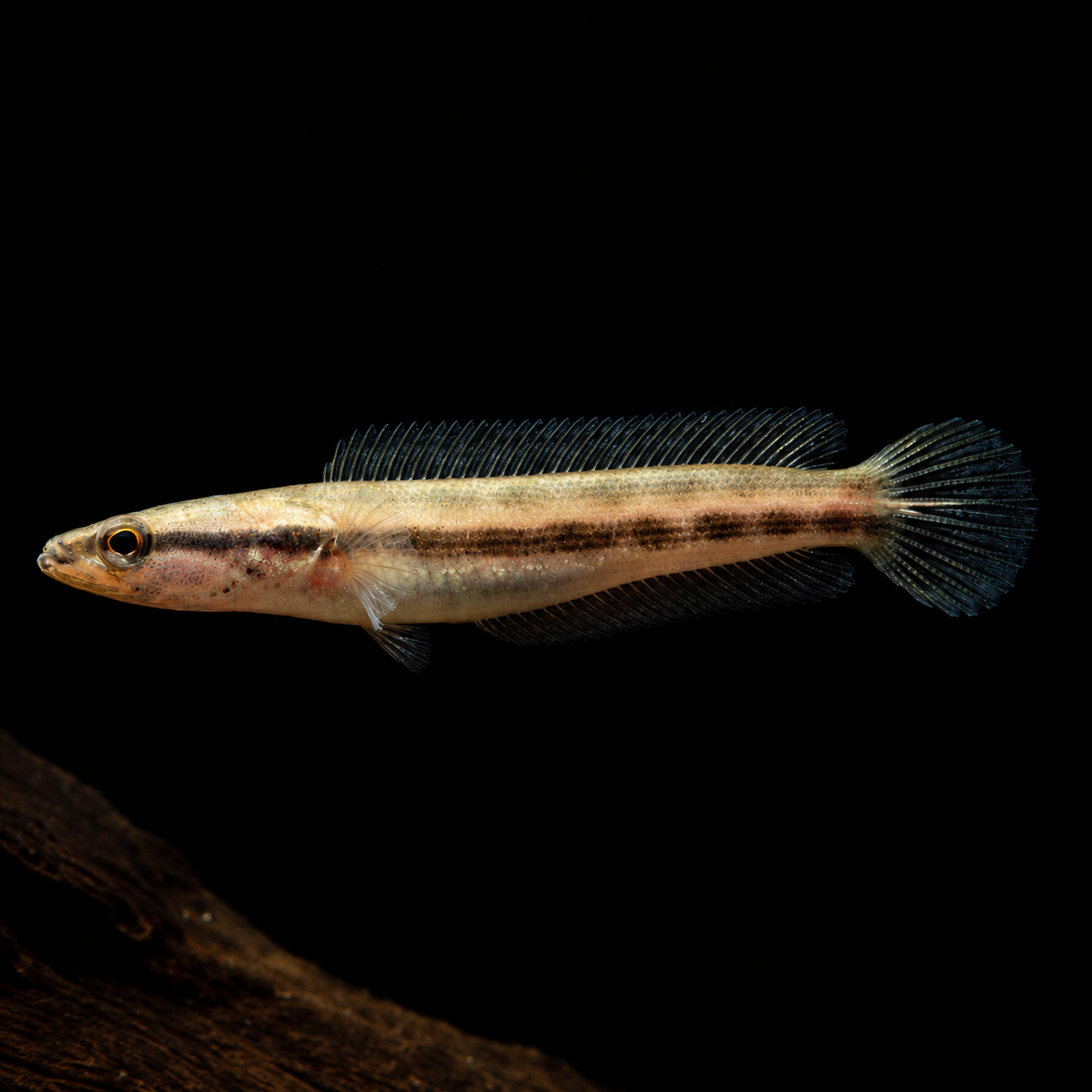 Channa Lucius (Forest Snakehead) 3.5” Inches - Image 2
