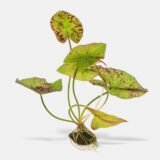 Green Tiger Lotus (Red Patch)