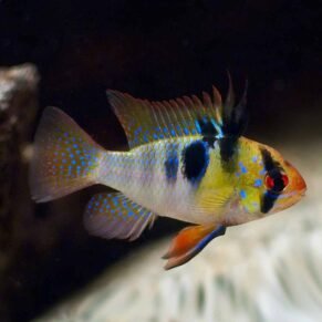 German Blue Ram