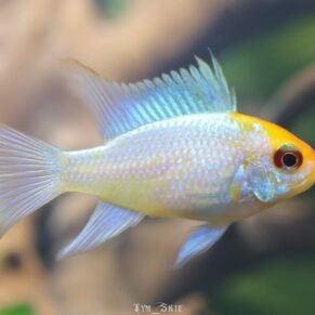 Platinum Ram