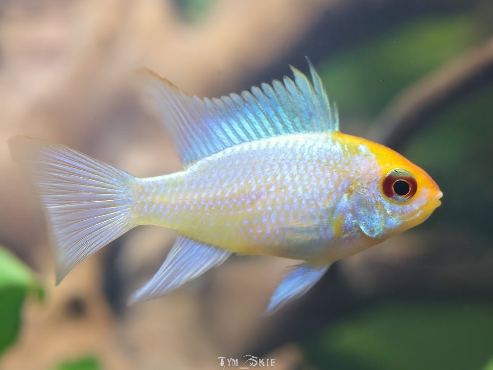 Platinum Ram