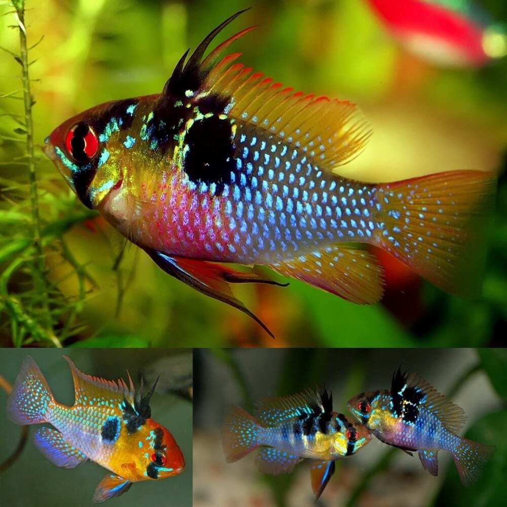 German Blue Ram - Image 2