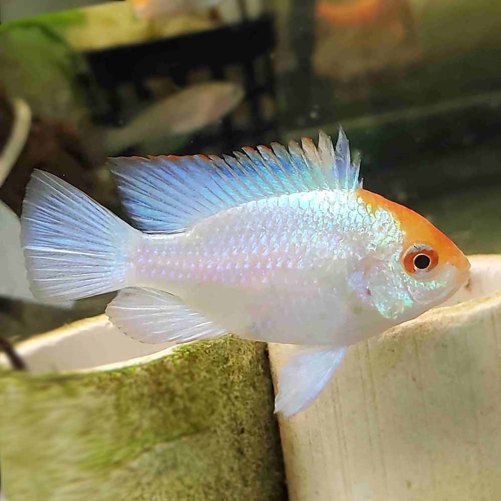 Platinum Ram - Image 2
