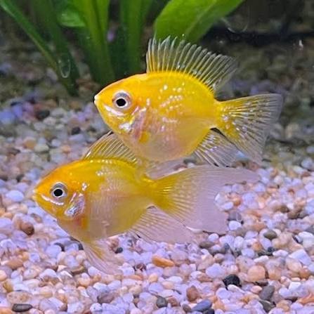 Golden Balloon Ram - Image 4