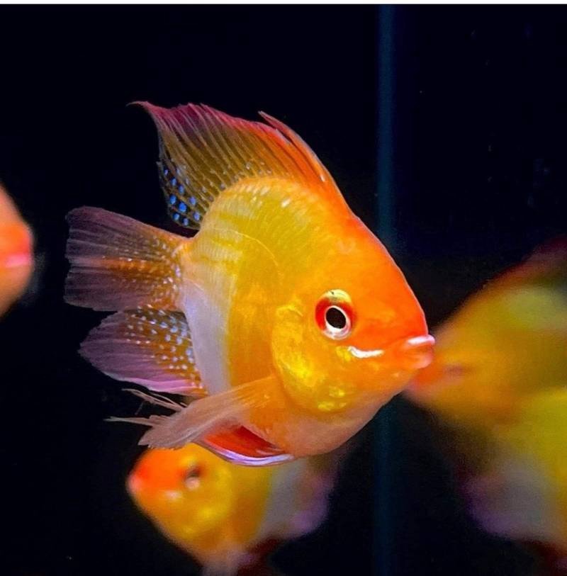 Golden Balloon Ram - Image 2