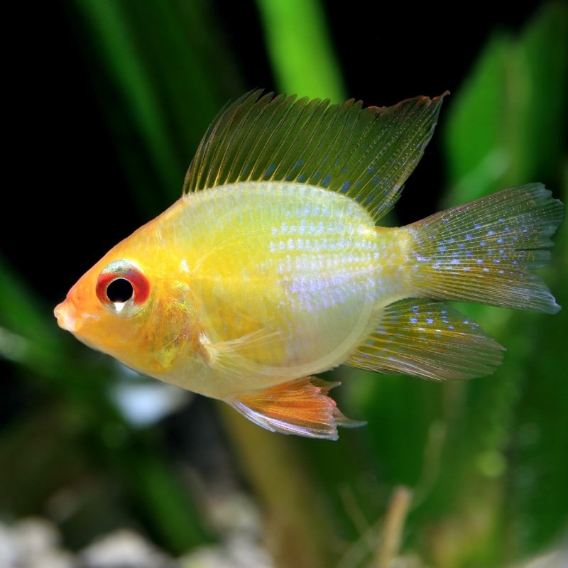 Golden Balloon Ram - Image 3