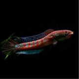 Channa Asiatica Red Stripe                           5”-6” Inches