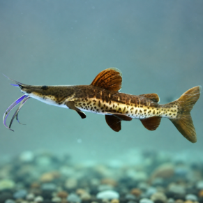 TRC x TSN Hybrid Catfish                                  3”-3.5" inches