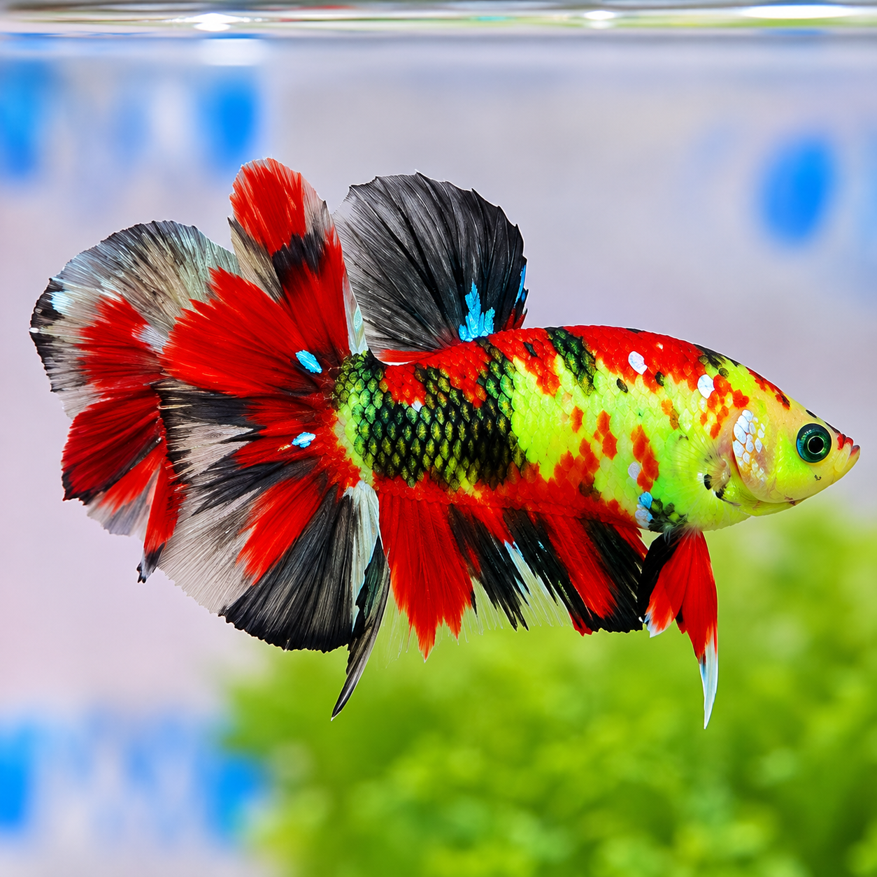 Glow Multicolor Plakat – Male