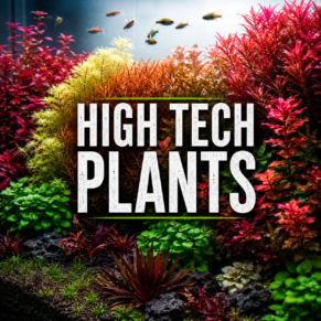High Tech Plants