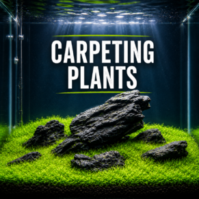 Carpeting Plants