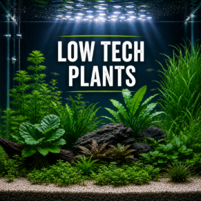 Low Tech Plants