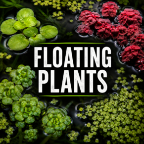 Floating Plants