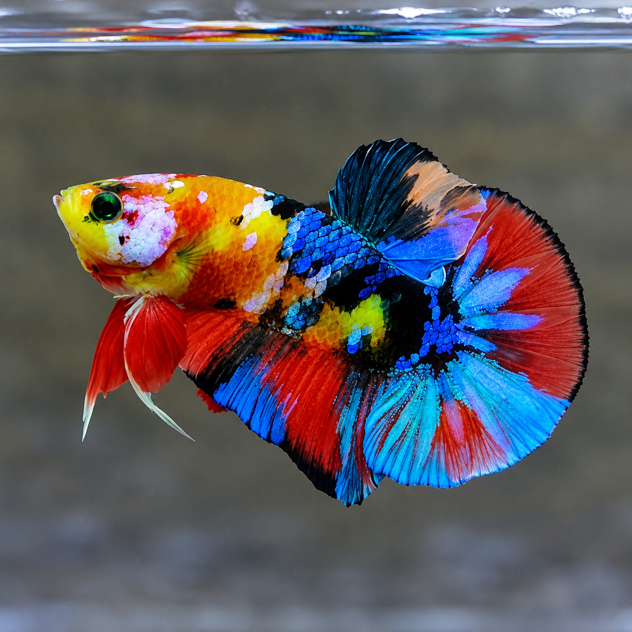 Glow Multicolor Plakat – Male - Image 2