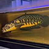Channa Maru. Yellow Sentrum Bathic     4”-5” inches