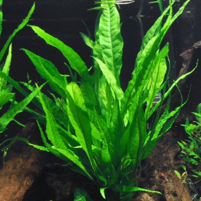 Java Fern Narrow Leaf (Microsorum pteropus ‘Narrow Leaf’)