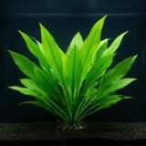 ECHINODORUS AMAZONICUS          (Amazon Sword)