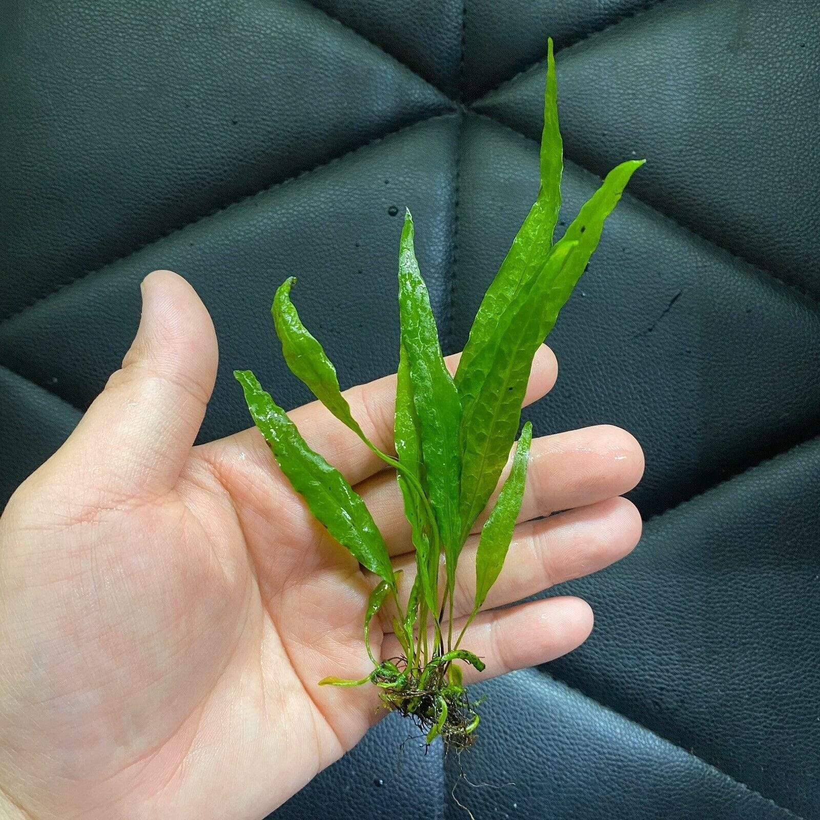 Java Fern Narrow Leaf (Microsorum pteropus ‘Narrow Leaf’) - Image 3