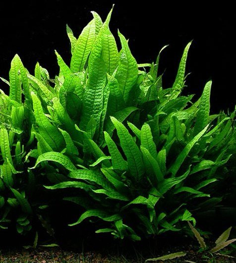 Java Fern Narrow Leaf (Microsorum pteropus ‘Narrow Leaf’) - Image 2