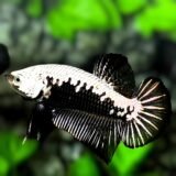 Black Samurai Betta - Male