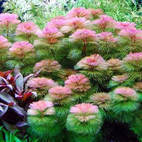 Cabomba Red (Cabomba furcata)