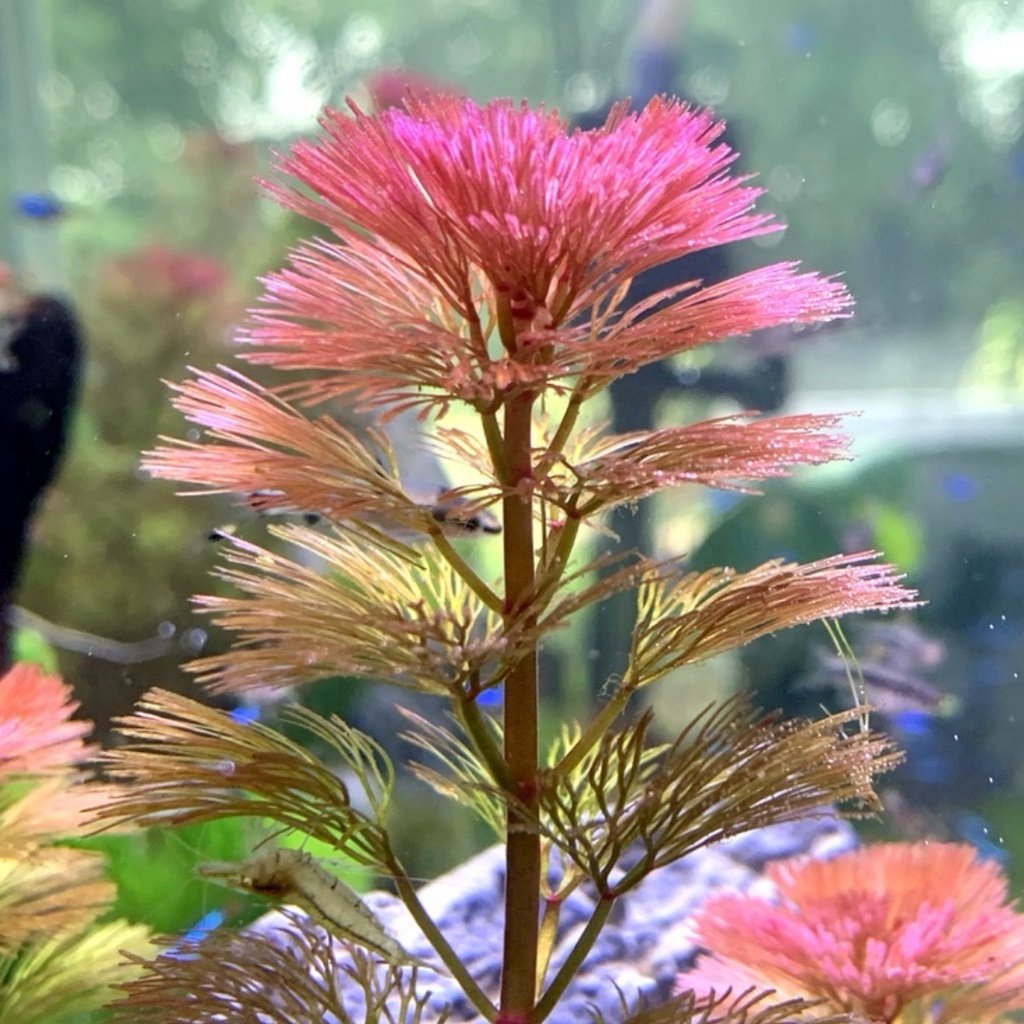 Cabomba Red (Cabomba furcata) - Image 2