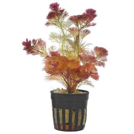 Cabomba Red (Cabomba furcata) - Image 3